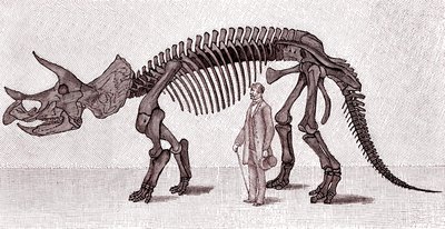Skelett av en Triceratops prorsus av Unknown artist