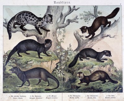 Små karuserare. i "Natural histories of mammals", red. Schreiber av Unknown artist