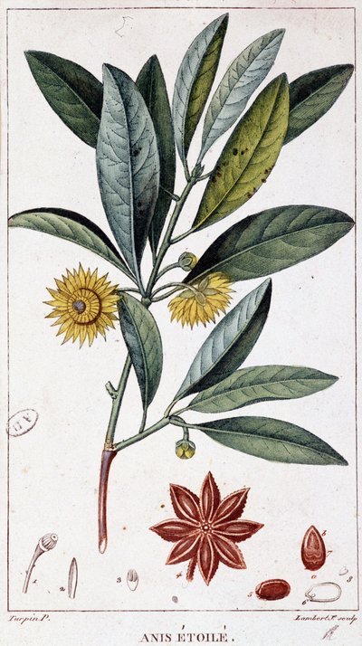 Stjärnanis - botanisk tavla av Unknown artist