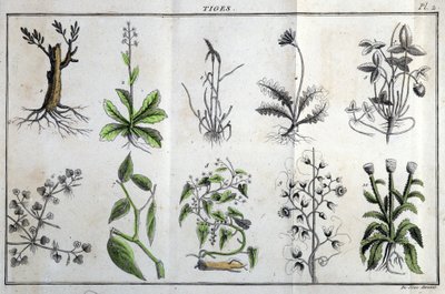 Stammar: i "" Flora Françoise, eller en kort beskrivning av alla växter som växer naturligt i Frankrike, ordnade enligt en ny analysmetod till vilken citatet av deras minst tvetydiga dygder inom medicin och deras användbarhet inom konsten" av J av Unknown artist