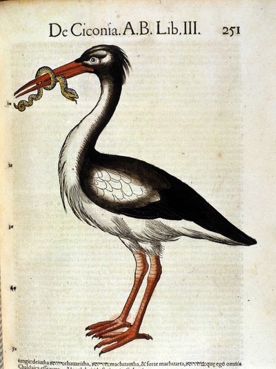 Stork efter Historia Animalium de Conrad Gesner, Tiguri 1560. Biblioteca Nazionale Braidense. Milano av Unknown artist