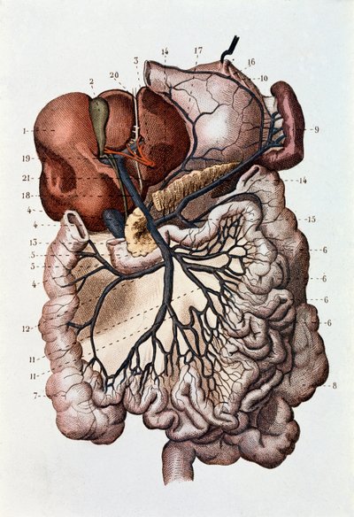 Studie av mänsklig hjärna, cerebrala hemisfärer och cerebellum (gravyr av Unknown artist