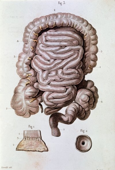 Studie av mänsklig tarm (tarm), tolvfingertarm och tunntarm (gravyr av Unknown artist