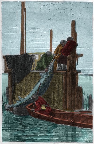Störfiske i Volgafloden. (Stör) (Acipenser sturio) av Unknown artist
