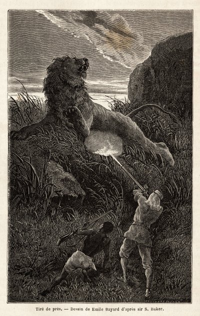 Överraskad av ett lejon under vandringen vid soluppgången skjuter författaren och sårar djuret. Gravyr för att illustrera utforskningen av Nilens abessiniska bifloder, av Sir Samuel W. Baker, 1861-62, publicerad i "" Le tour du monde"" 1870-1871, edi av Unknown artist