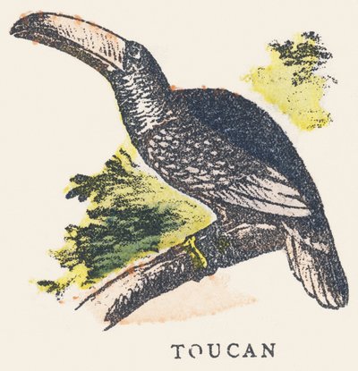 T: toucanswed av Unknown artist