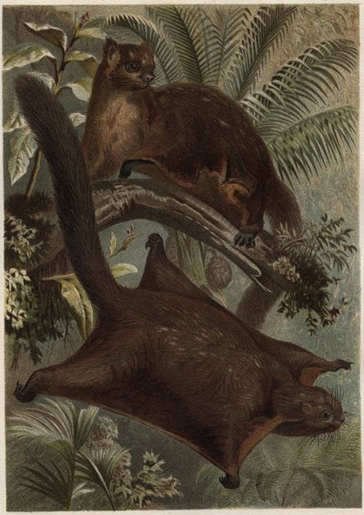 Taguan (flygande ekorre) (familjen Sciuridae) - Ekorre (flygekorre) - gravyr från "" Brehms djurliv"" av Alfred Edmund Brehm (1829-1884) av Unknown artist