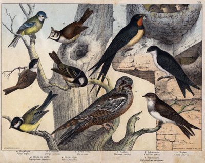 De 5 fåglarna till vänster- a: Svala (Parus major), b: Blåögd (Parus coreulus), c: Svarthårig (Parus ater), d: Svartögd (Lopophanes cristatus), e: Svartögd (Parus palustris) De 4 fåglarna till höger- a: rustik svala (Hirondo rustica), b: svala av Unknown artist