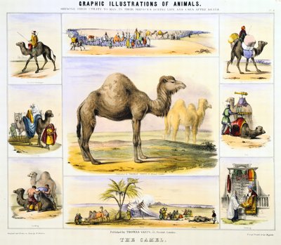 Kamelen: används för transport: mjölk: kött: tyg. Handkolorerad litografi av Waterhouse Hawkins, som skapade de förhistoriska djuren till utställningen i Kristallpalatset 1851. Från Grafiska illustrationer av djur och deras nytta för människan av Unknown artist