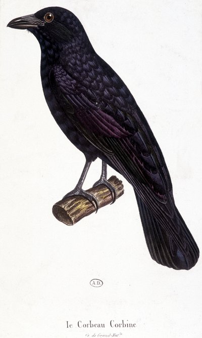 The Corbine Raven - naturhistorisk styrelse av Unknown artist
