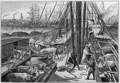 Den engelska ångbåten "Bellenden", som fraktade 90 oxar från Argentina, anlände till hamnen i Dunkerque den 18 januari av Unknown artist
