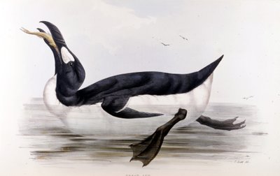 Jättepingvinen (Alca Impennis) - i Europas fåglar” av John Gould, London av Unknown artist