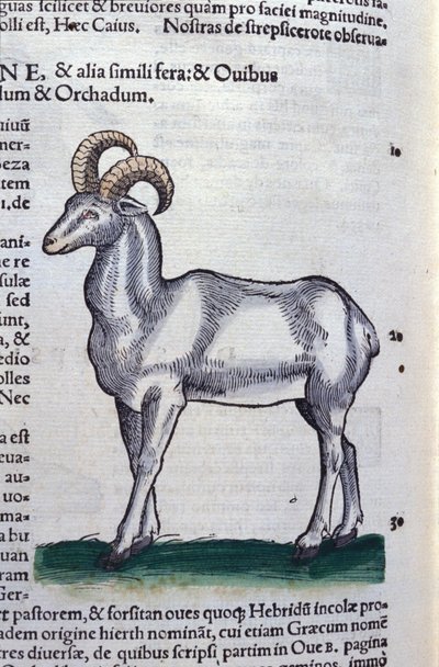 The Ibex in Historia Animalium av Conrad Gesner (1516 - 1565), Tiguri av Unknown artist