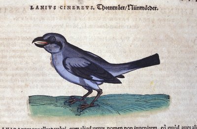 The Shrike in History of Animals av Conrad Gesner (1516-1565), Tiguri av Unknown artist