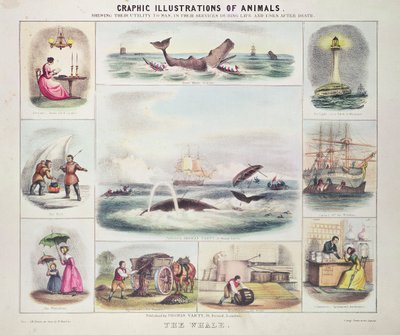 The Whale, från Graphic Illustrations of Animals, designad och graverad av W. Hawkins, utgiven av Thomas Varty (gravyr) av Unknown artist