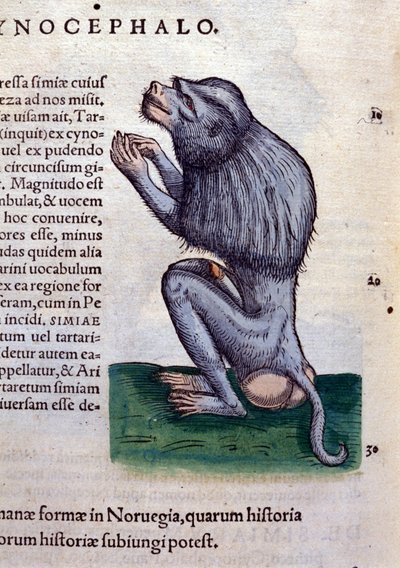 Babianen efter djurens historia av Konrad Gesner, Tiguri av Unknown artist