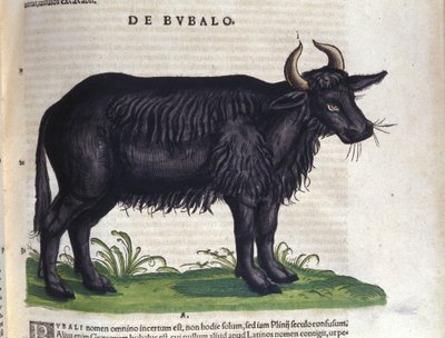 Buffeln efter Historia animalium av Konrad Gesner, Tiguri av Unknown artist