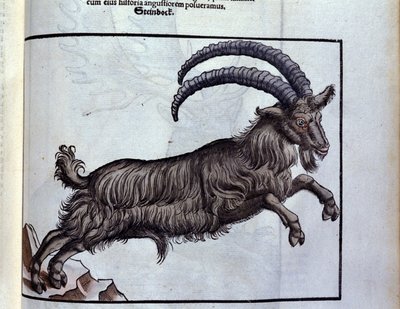 Stenbocken efter djurens historia av Konrad Gesner, Tiguri av Unknown artist