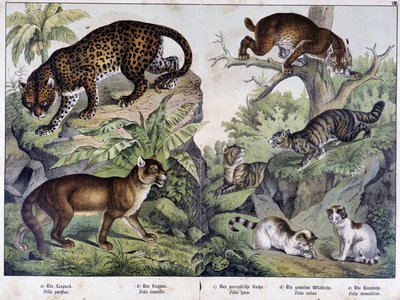 Katterna: Leopard, puma, lodjur (överst till vänster), vildkatt (höger, mitten), huskatt - i "" Natural history of mammals"", red. Schreiber av Unknown artist