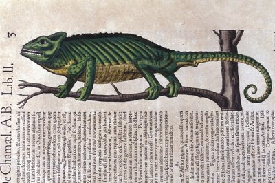 Kameleonten efter Historia animalium av Konrad Gesner, Tiguri av Unknown artist