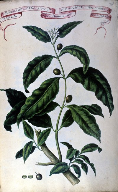 Kaffeträdet. 1800-tals herbarium. av Unknown artist