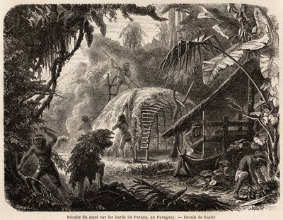 Samlingen av matte på stranden av Parana, infusionen av detta aromatiska blad är den vanliga sydamerikanska drinken, ritad av Fuchs, för att illustrera resan till Paraguay, från 1844 till 1847, av Dr Alfred Demersay. Gravyr i "" Le tour du monde"" av Unknown artist
