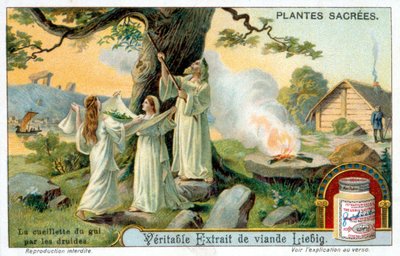 Samlingen av mistel av druiderna - Liébigs reklametikett. Kromolitografi 1800-talet av Unknown artist