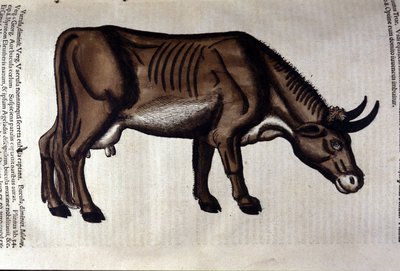 Kon efter djur av Konrad Gesner, Tiguri av Unknown artist