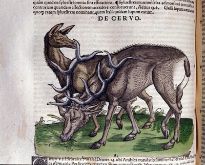 Rådjuret efter Historia animalium av Konrad Gesner, Tiguri av Unknown artist