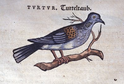 Duvan - från Historia animalium av Konrad Gesner, Tiguri av Unknown artist
