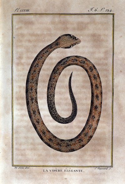 Den eleganta huggormen. Plåt tagen från ett naturhistoriskt förräderi av "" Works of Buffon"" av naturforskaren Georges Louis Leclerc, greve av Buffon (1707 - 1788). 1800-talet av Unknown artist