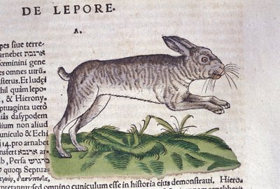 Haren efter Historia Animalium av Conrad Gesner, Tiguri 1560. Biblioteca Nazionale Braidense. Milano av Unknown artist