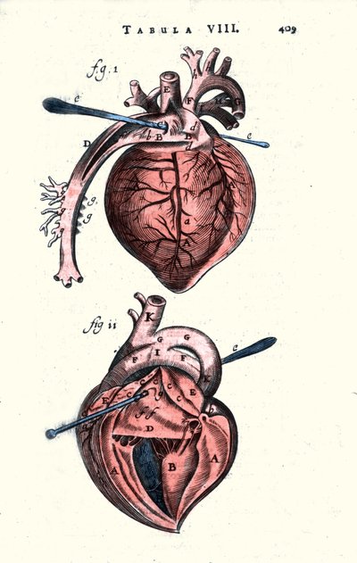 Hjärtat. Anatomisk tavla efter “Anathomy” av Erasmus Bartholin (Erasmus Bartholinus) (1625 - 1698) dansk läkare och fysiker. 1600-talet av Unknown artist