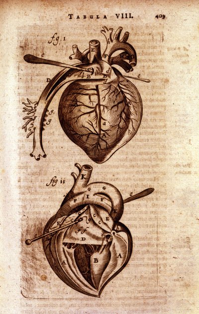 Hjärtat i Bartholins "Anatomy"" av Unknown artist