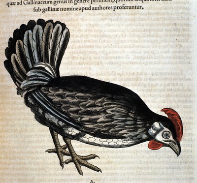 Hönan efter Historia Animalium av Conrad Gesner, Tiguri 1560. Biblioteca Nazionale Braidense. Milano av Unknown artist