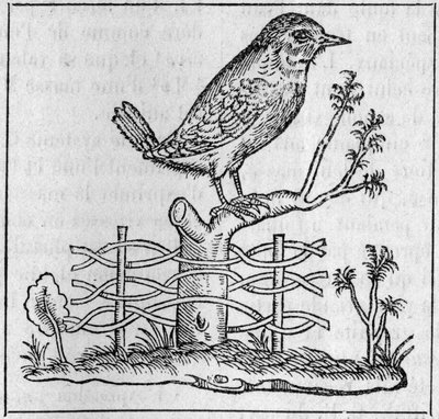 Kungen. (Efter Pierre Belon av Unknown artist