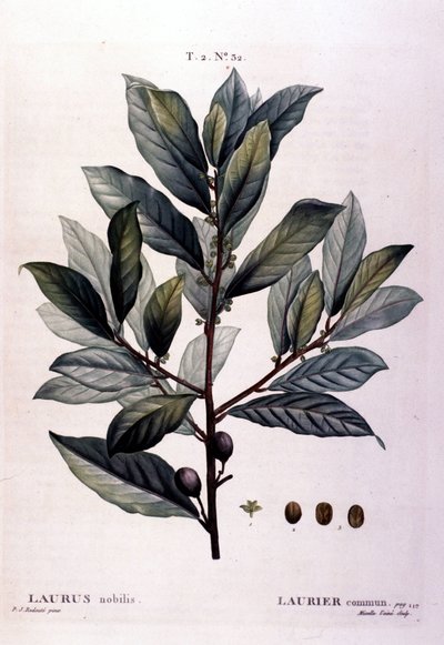 Lagerbladen. 1800-tals herbarium. av Unknown artist