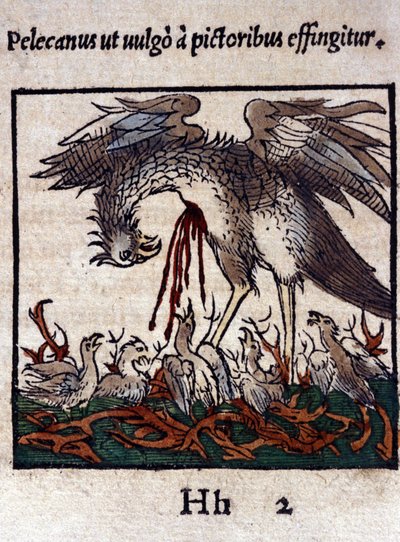 Legenden om pelikanen: han ger sitt blod och sina tarmar för att mata sina ungar. Ur Historiae animalium av Konrad Gesner, Tiguri av Unknown artist