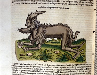 Manticore från Historia Animalium av Conrad Gesner, Tiguri 1560. Biblioteca Nazionale Braidense. Milano av Unknown artist