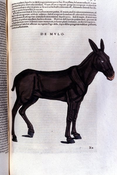 Multen efter Historia animalium av Konrad Gesner, Tiguri av Unknown artist