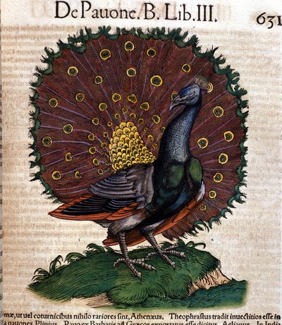 Påfågeln efter Historia Animalium av Conrad Gesner, Tiguri 1560. Biblioteca Nazionale Braidense. Milano av Unknown artist