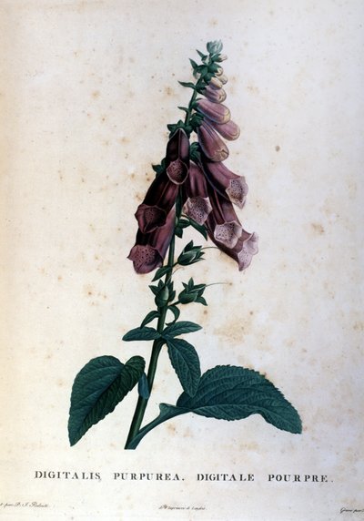 Den lila digitala. 1800-tals herbarium. av Unknown artist