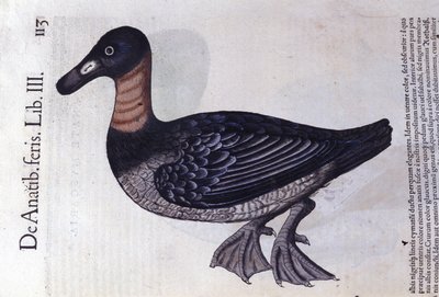 Rödhalsad anka efter Historia animalium av Konrad Gesner, Tiguri av Unknown artist