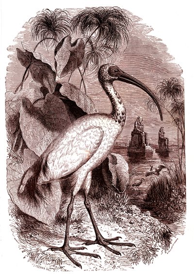 Egypternas heliga ibis av Unknown artist