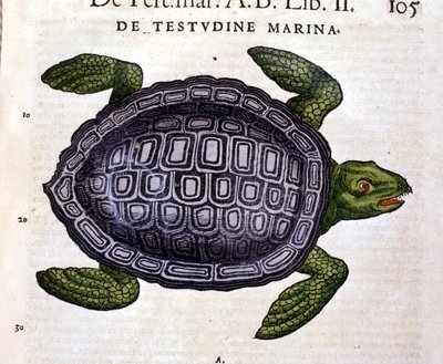 Havssköldpaddan, enligt Historia Animalium av Conrad Gesner, Tiguri 1560 av Unknown artist