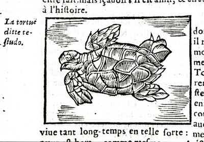 Havssköldpaddan, efter avhandlingen om Gerolamo Cardano (Cardanus Hieronymus) (Cardan) "" De la subtlite"", tryckt i Rouen 1642. av Unknown artist