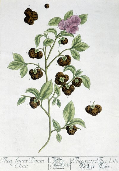 Teplantan Frutex Bontii - botanisk tavla av Unknown artist