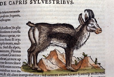 Vildgeten efter Historia animalium av Konrad Gesner, Tiguri av Unknown artist