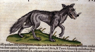 Vargen efter Historia Animalium av Conrad Gesner, Tiguri 1560. Biblioteca Nazionale Braidense. Milano av Unknown artist