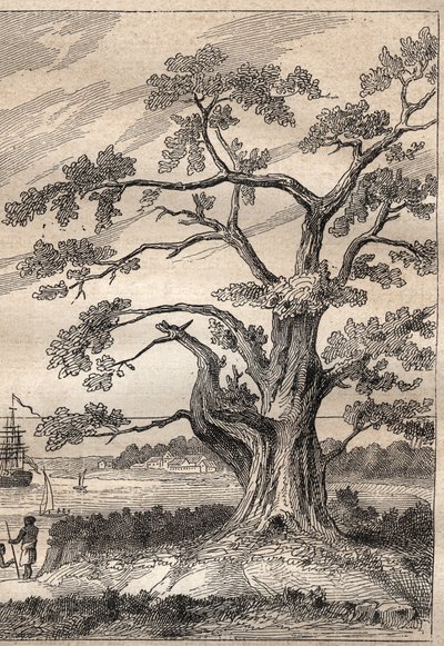 Tredje resan (1776-1779) av kapten James Cook (1728-1779): träd under vilket Cook observerade passagen av Venus - illustration hämtad från "The Great Mariners of the 18th century"" av Unknown artist